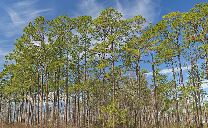 Longleaf